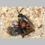 Sphecodes sp - Blutbiene 14g 4-5mm Paarung - Sandgrube Niedringhaussee.jpg